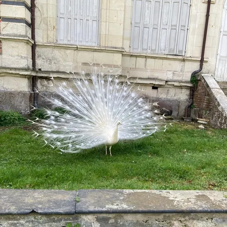 paon blanc